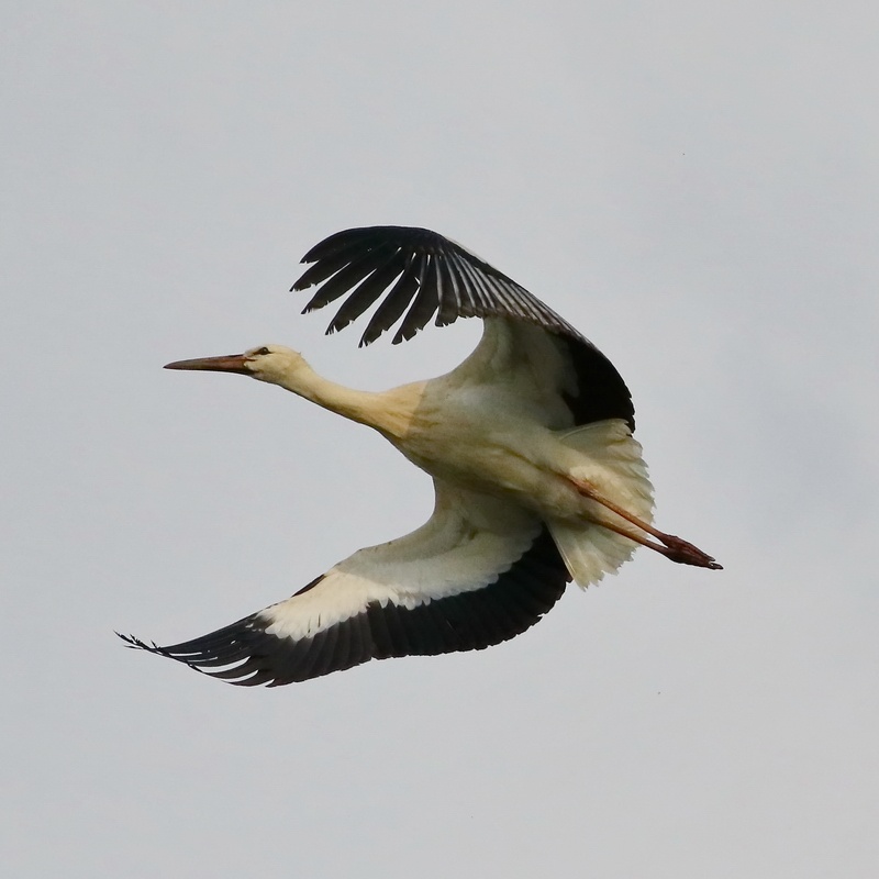 Weissstorch * White Stork