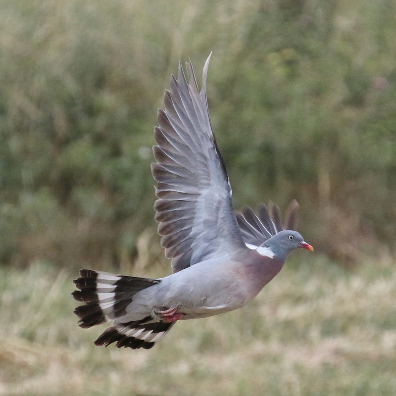 Ringeltaube * Common Wood-Pigeon