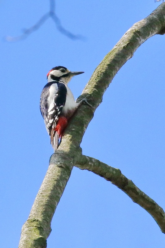 Buntspecht * Great Spotted Woodpecker