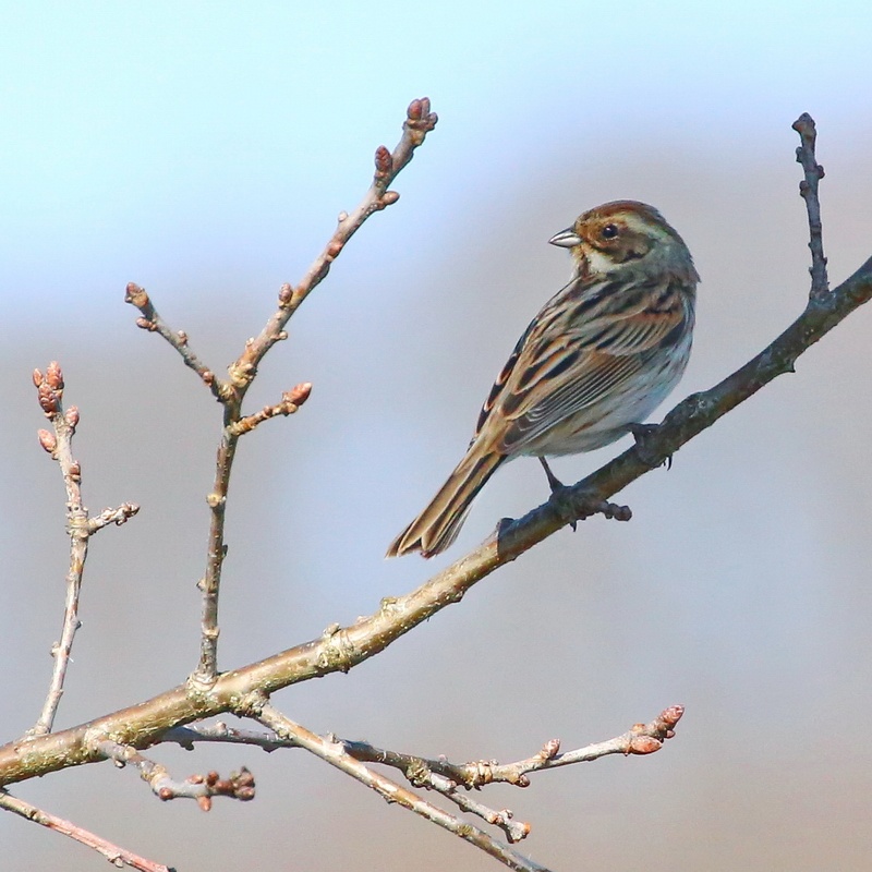 Rohrammer * Common Reed Bunting (f.)