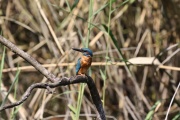 Eisvogel * Common Kingfisher (m.)