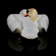 Höckerschwan * Mute Swan