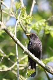 Amsel * Eurasian Blackbird