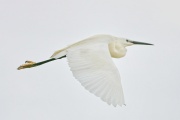Seidenreiher * Little Egret