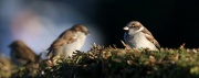 Haussperling * House Sparrow