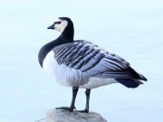 Weisswangengans * Barnacle Goose