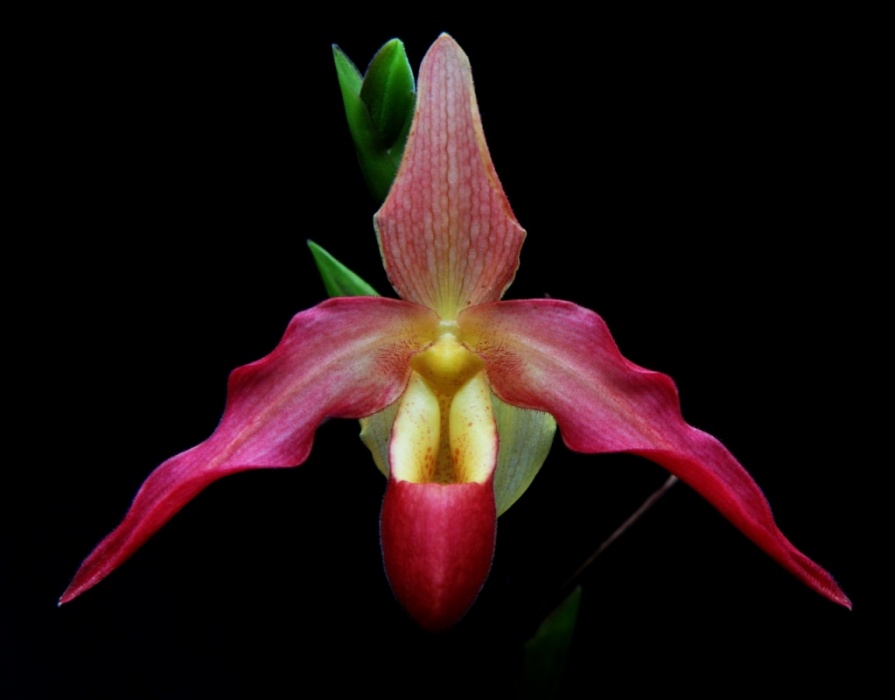 Frauenschuh-Orchidee